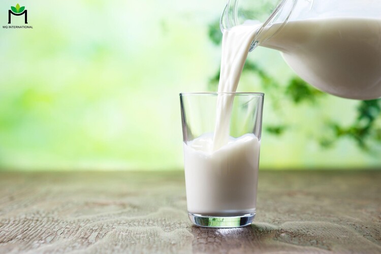 Sữa tươi thô chứa tồn dư kháng sinh không tốt cho sức khỏe