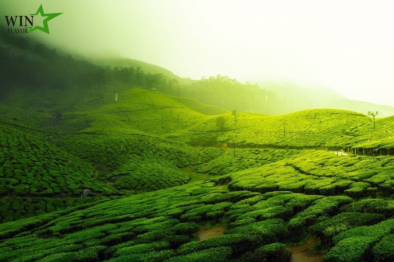 Kari Matcha sở hữu trang trại trồng trà riêng để phục vụ R&D và sản xuất