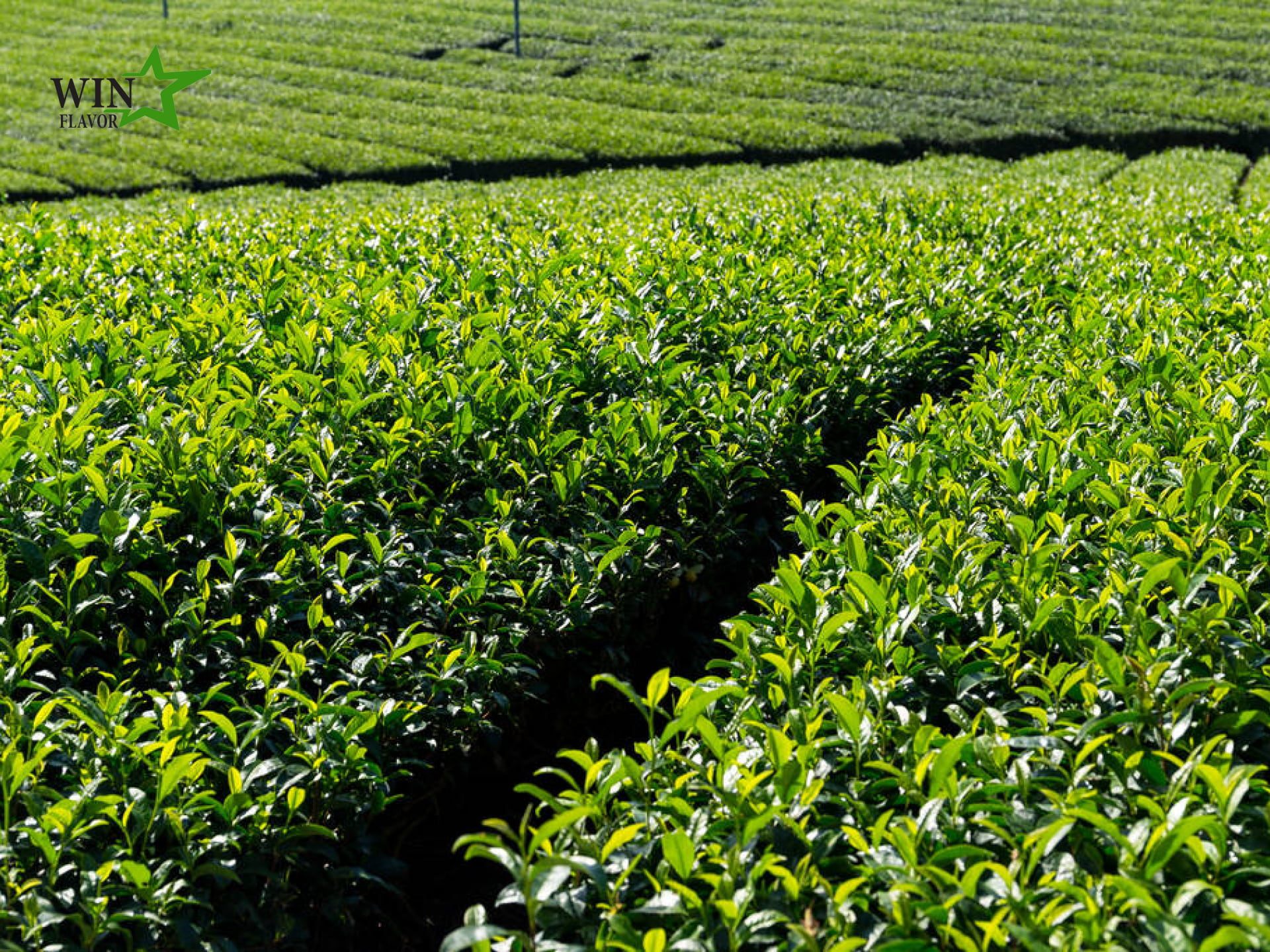 chiết xuất trà xanh từ lá trà tự nhiên