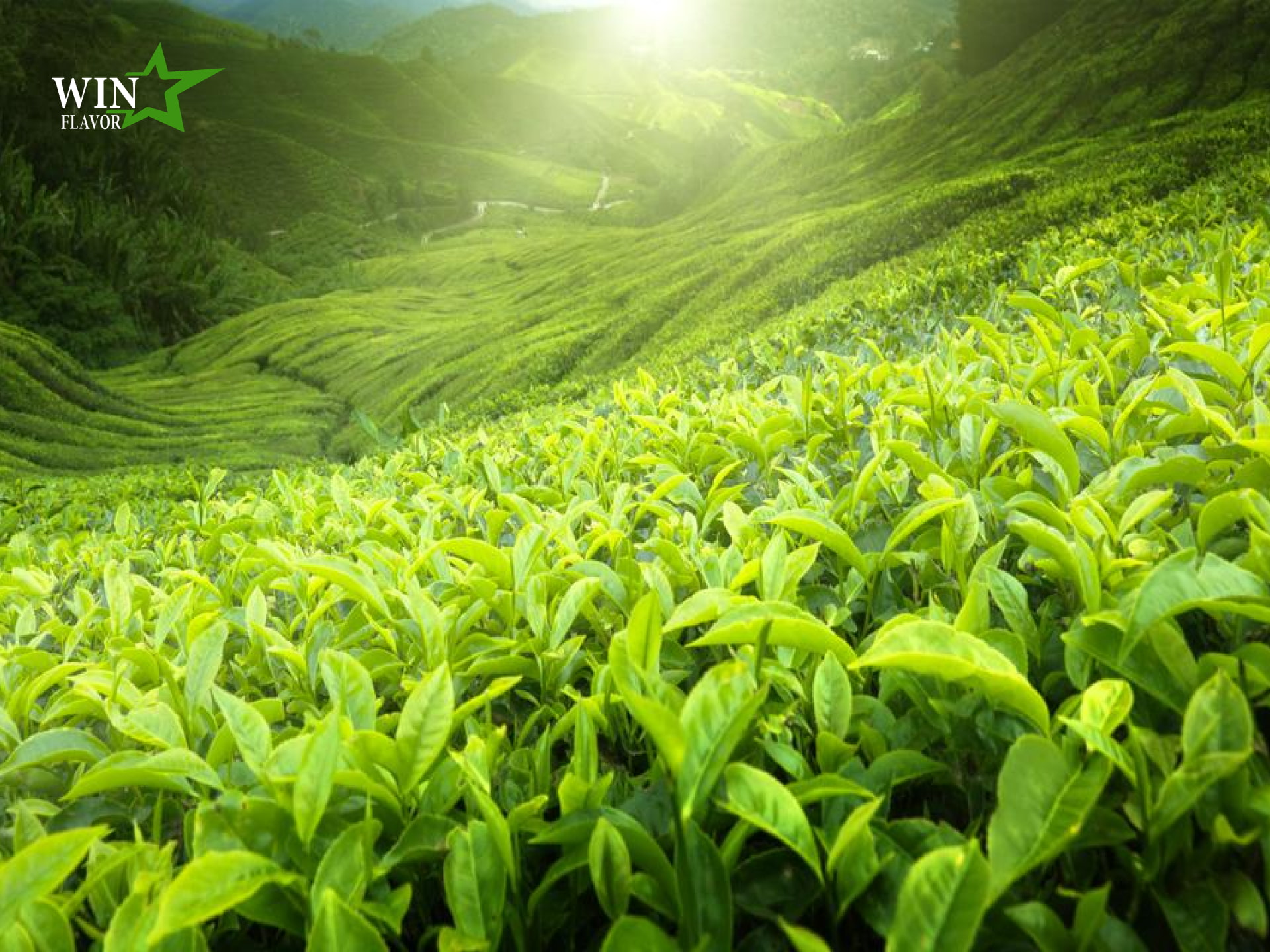 WIN Flavor cung cấp cung cấp chiết xuất trà xanh chất lượng tốt