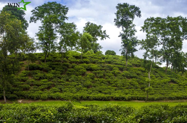 đồi trồng cây trà xanh