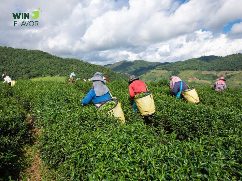 Thu hoạch lá trà từ trên đồi